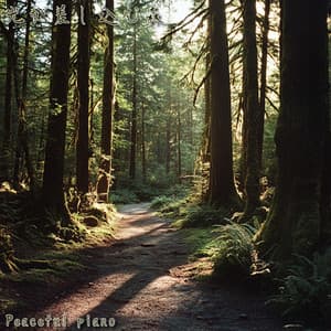 光が差し込む森 - Peaceful Piano