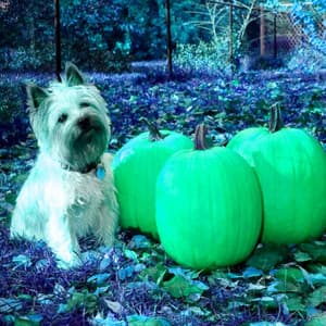 Feelings for Anxious Hound - Relaxing Dog Music Classics