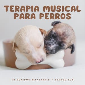 Terapia musical para perros en sonidos relajantes y tranquilos - Tormenta Solar