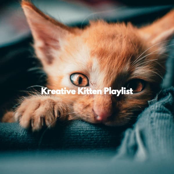 Kreative Kitten Playlist - Música para Centros Comerciales