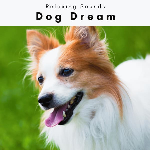 Dog Dream - Pets Total Relax