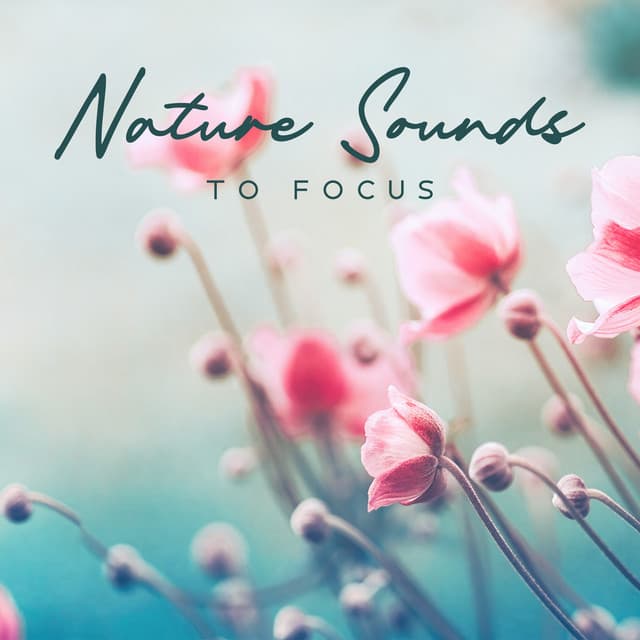 Nature Sounds to Focus: Calming Music for Concentration Boost, Stay Relaxed during Studying, Stress Relief - Study Music Guys
