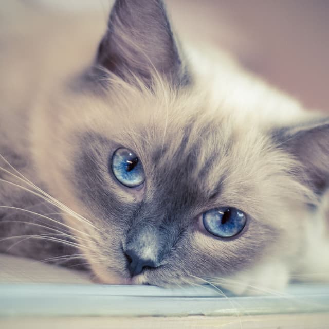 Cat's Rainy Day Piano Zen Moments - The Cat Relaxer