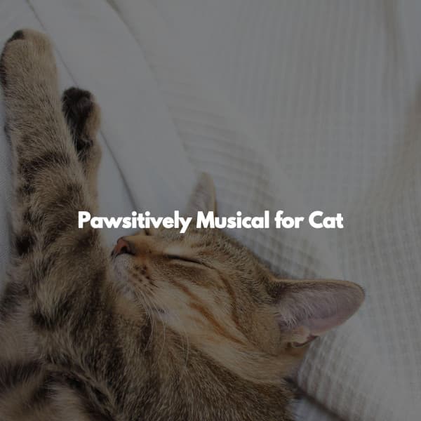 Pawsitively Musical for Cat - Música Ambiental para Bares