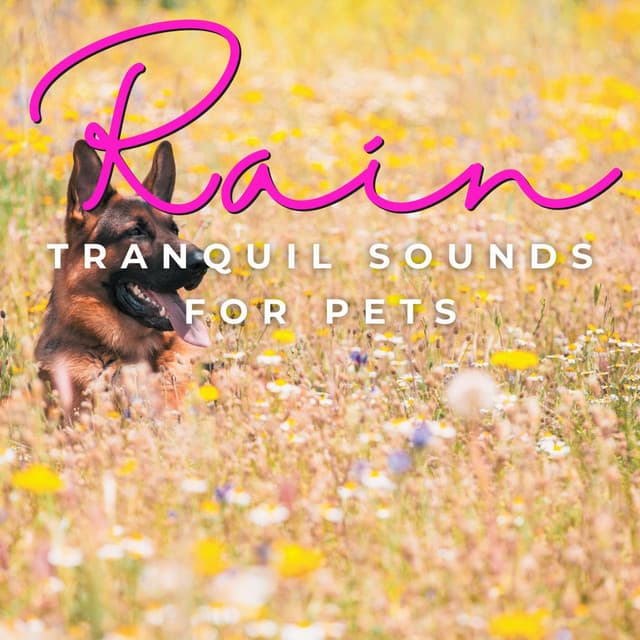 Rainy Day Tails: Canine Harmony - Chill My Pooch