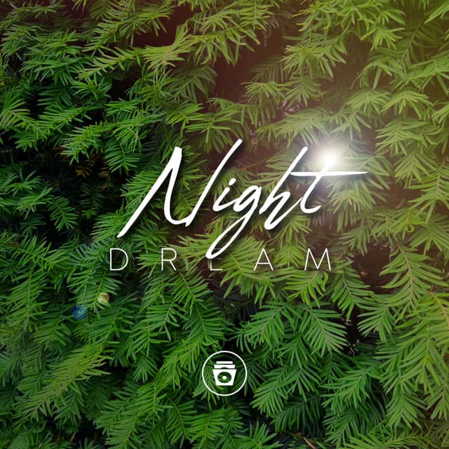 Night Dream - Rain Recorders
