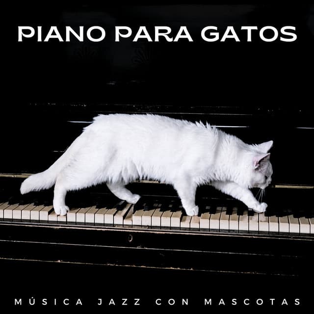 Piano Para Gatos: Música Jazz Con Mascotas - Gato de piano