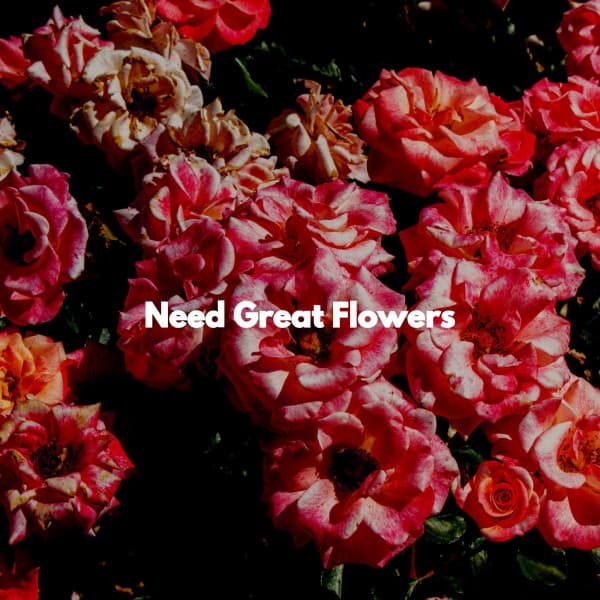 Need Great Flowers - Jazz Vibe Chill Out