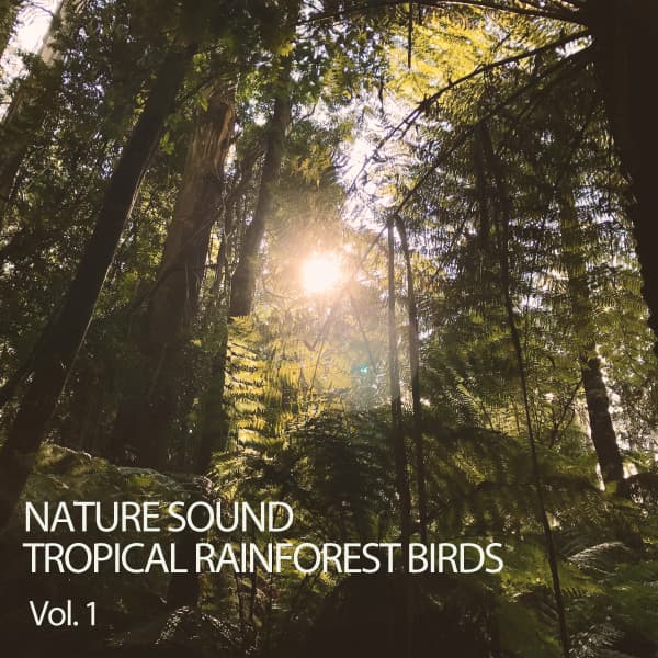 Rainforest Meditations