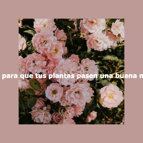 Música para que tus plantas pasen una buena mañana - Gentle Morning Music