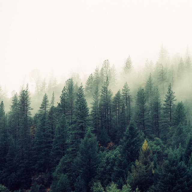 Tropical Melodies for Spa - Academia de Música con Sonidos de la Naturaleza