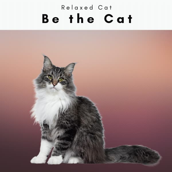 2 0 2 2: Be the Cat - Cat Relaxation