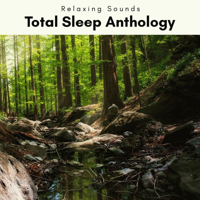 A Total Sleep Anthology - Forest Noir