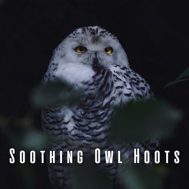 Soothing Owl Hoots - The Real Animal relaxer
