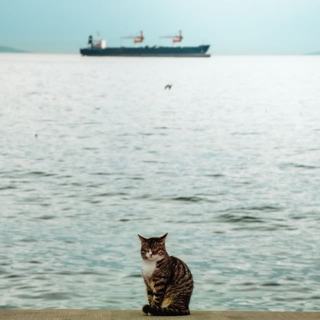Feline Serenades by the Ocean: Nature's Whisker Bliss - Ocean Makers