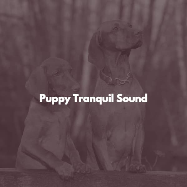 Puppy Tranquil Sound - Musica para Estudiar