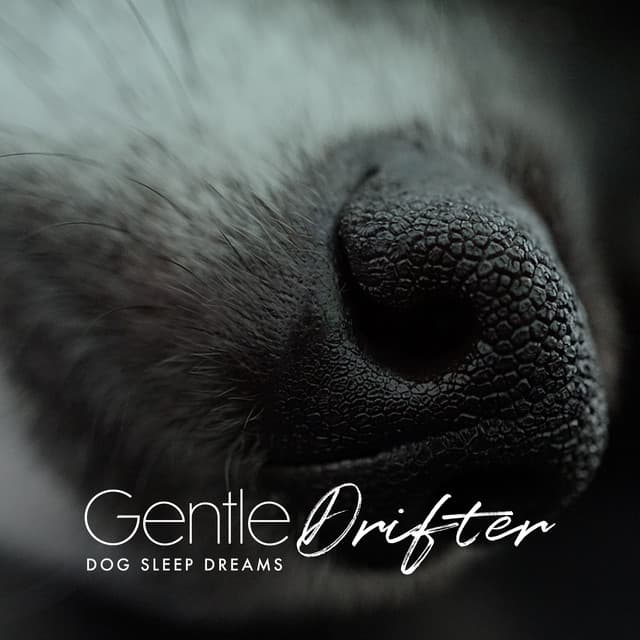 Gentle Drifter - Dog Sleep Dreams