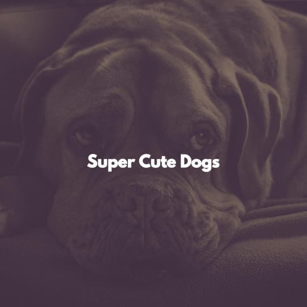 Super Cute Dogs - Early Morning Chill Out Playlist