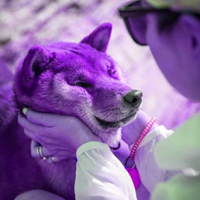 Heavenly Background for Stress Free Doggos - Dog Sleeping Soundtracks Deluxe