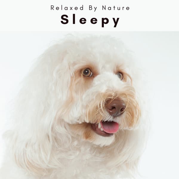 1 Sleepy Dog - Dogs Music Therapy