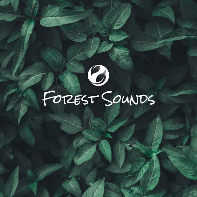 November Sounds Of The Forest - Forest Sounds