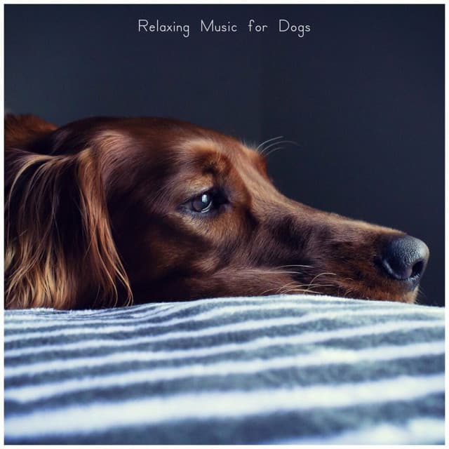 Relaxing Music for Dogs - Sounds Dogs Love