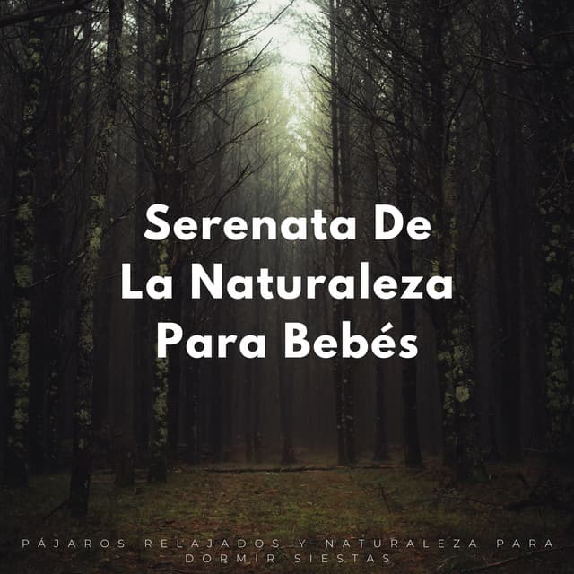 Serenata De La Naturaleza Para Bebés: Pájaros Relajados Y Naturaleza Para Dormir Siestas - Pájaros de la noche