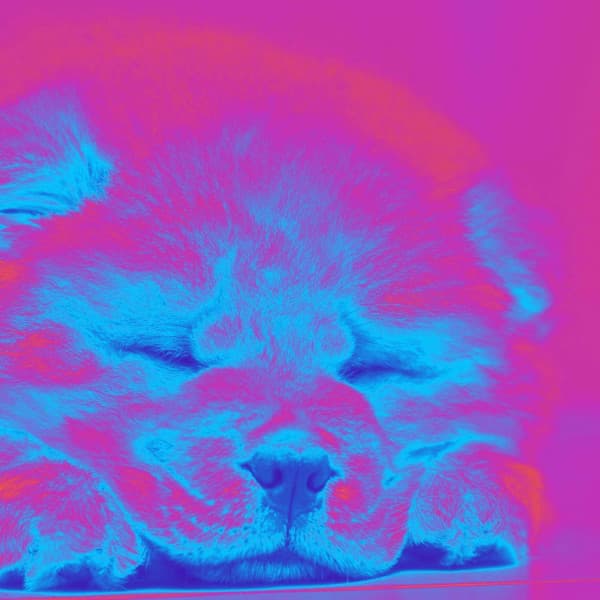 Bossa Nova Guitar - Music for Agile Pups - Dog Anxiety Music