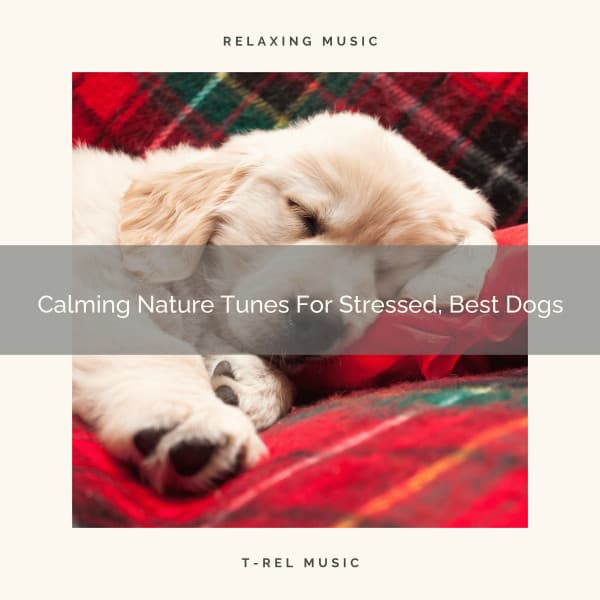 Calming Nature Tunes For Stressed, Best Dogs - Dog Relax