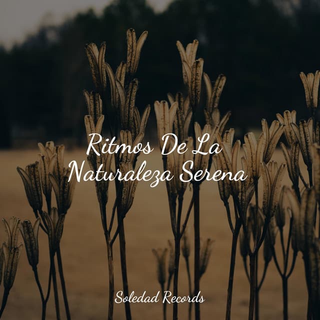 Ritmos De La Naturaleza Serena - Canção de Ninar Bebê