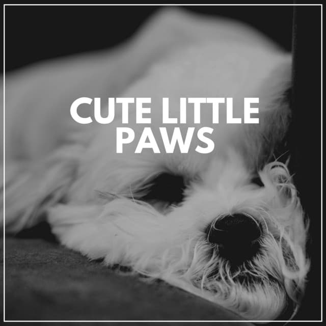 Cute Little Paws - Dog Sleep Academy