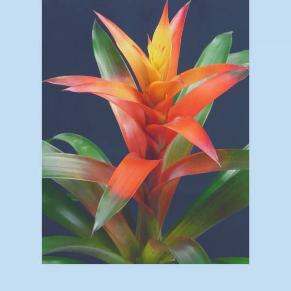 Romantic Jazz Guitar - Ambiance for Spring Rest - Cool Jazz Relaxation Radio