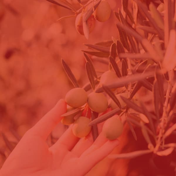 Wondrous Piano and Glockenspiel - Ambiance for Sleep Therapy - Musica Reiki