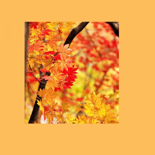 Background Music - 1 Hour Spa Music