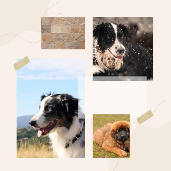 Smooth Jazz - Bgm for Sweet Pups - Dog Jazz Sounds