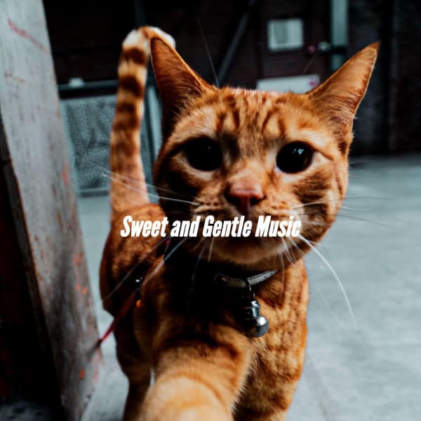 Sweet and Gentle Music - Smooth Jazz New York Collective