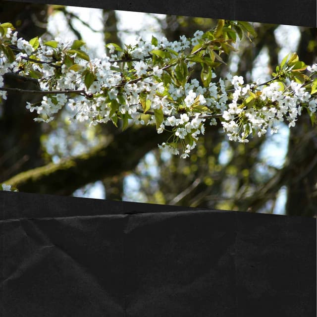 Background Music - Refreshing Tracks