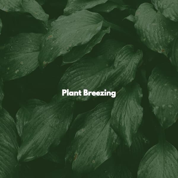 Plant Breezing - University Jazz Cafe