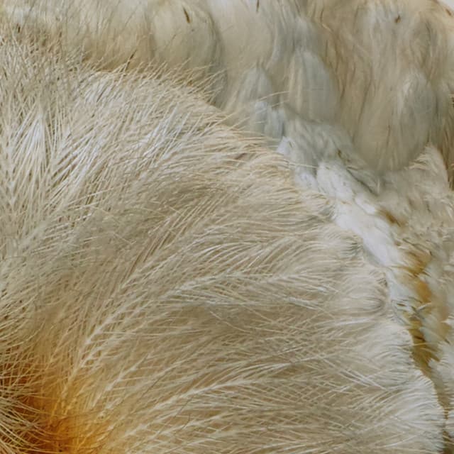 365 Complete Works 13 - Aidan O'Rourke