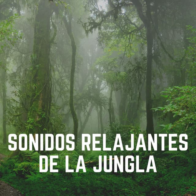 Sonidos Relajantes de la Jungla - Sonidos de la Naturaleza para Dormir