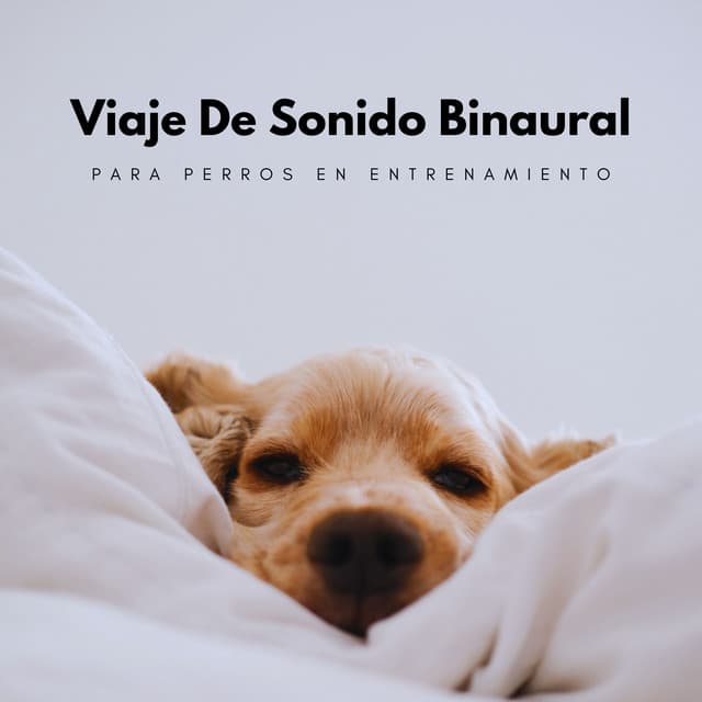 Investigación de ritmos binaurales