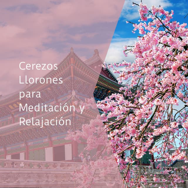 Cerezos Llorones para Meditación y Relajación - La Naturaleza Del Sueño