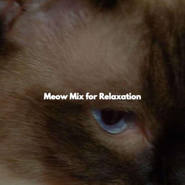 Meow Mix for Relaxation - Bebop Jazz Radio