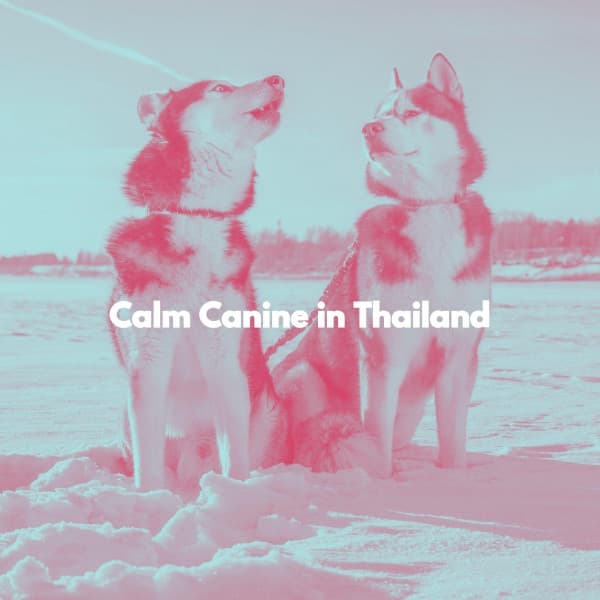Calm Canine in Thailand - Chill Lounge Vibes