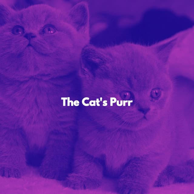The Cat's Purr - Cat Music Zone