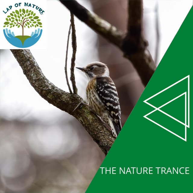 The Nature Trance - Calm Music