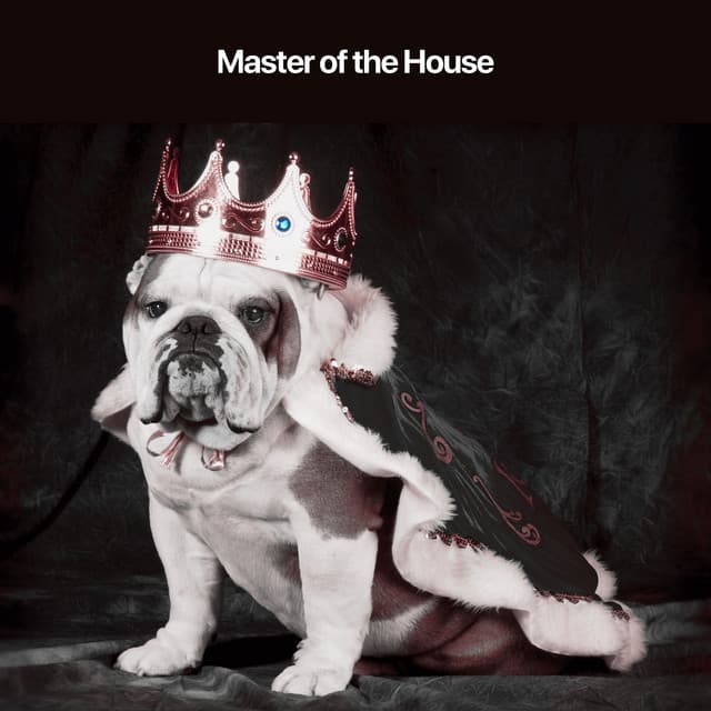 Master of the House - Dog Sleep Academy
