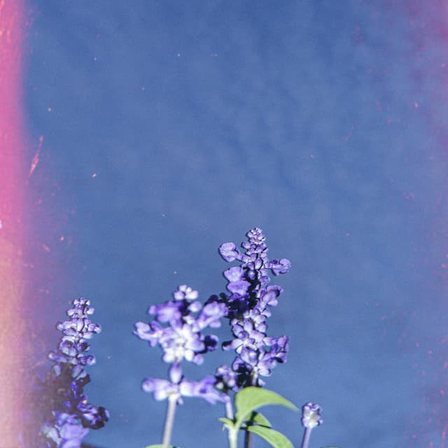 365 Vibes: Positivity Wins - Lofi Chill