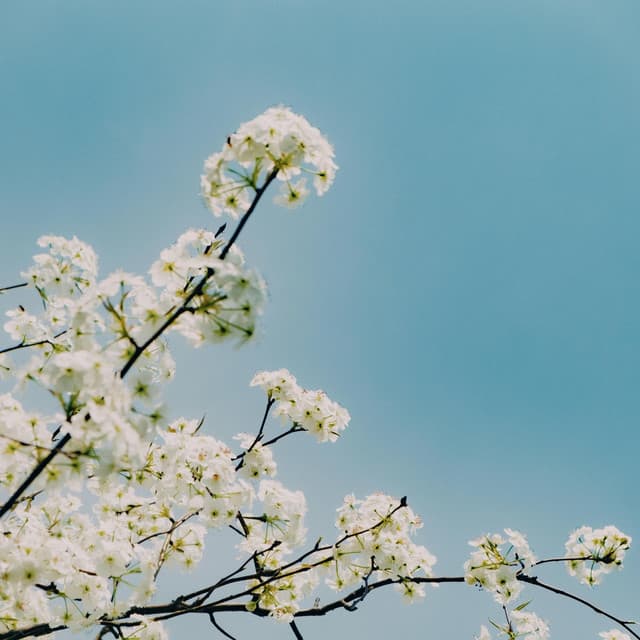 365 Morning Routine: Consistent Clarity - Spa Music Relaxation