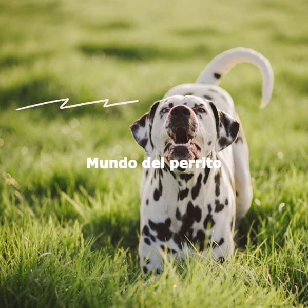 Mundo del perrito - Dinner Background Music